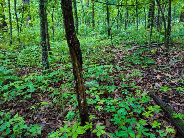 Land for sale in Osceola, Missouri