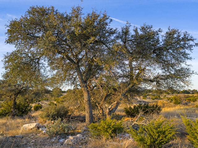 Farm for sale in Doss, Texas