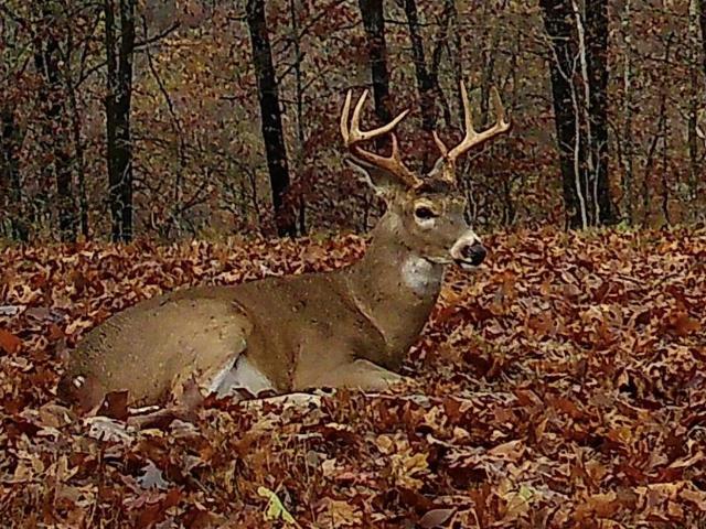Land for sale in Stone, Missouri