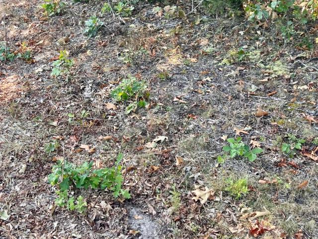Land for sale in Mountain Grove, Wright County