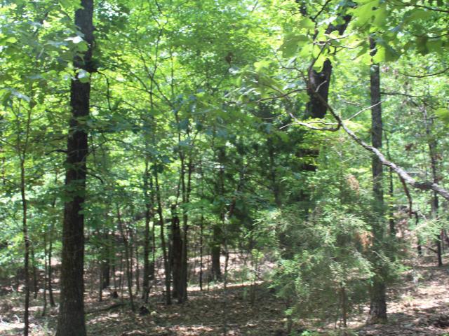 Land for sale in Theodosia, Missouri