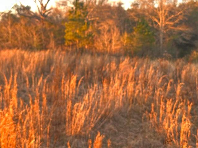 Land for sale in Poplarville, Pearl River County