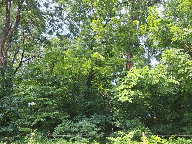 Land for sale in Granby, Missouri