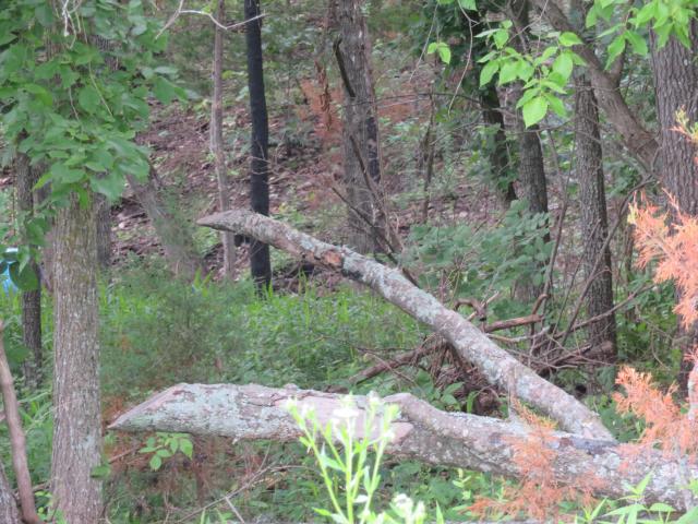 Land for sale in Humansville, Missouri