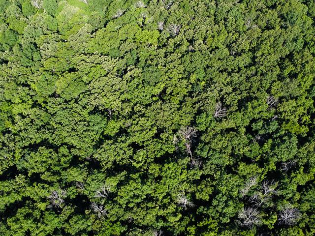 Land for sale in Humansville, Missouri