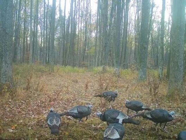 Land for sale in Bardwell, Kentucky