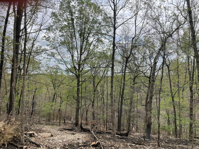 Land for sale in Ava, Missouri