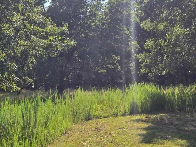 Land for sale in Louisburg, Missouri