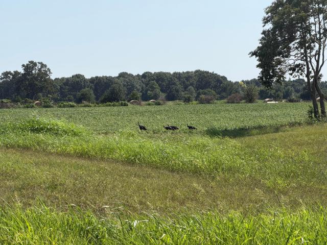 Land for sale in Seneca, Missouri