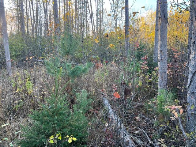 Land for sale in Sandstone, Minnesota