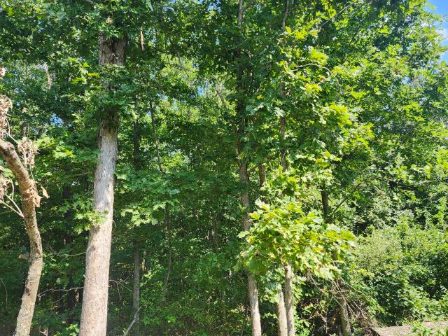 Land for sale in Mountain Grove, Missouri