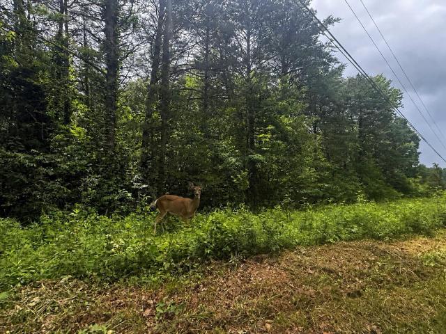 Land for sale in Tennessee