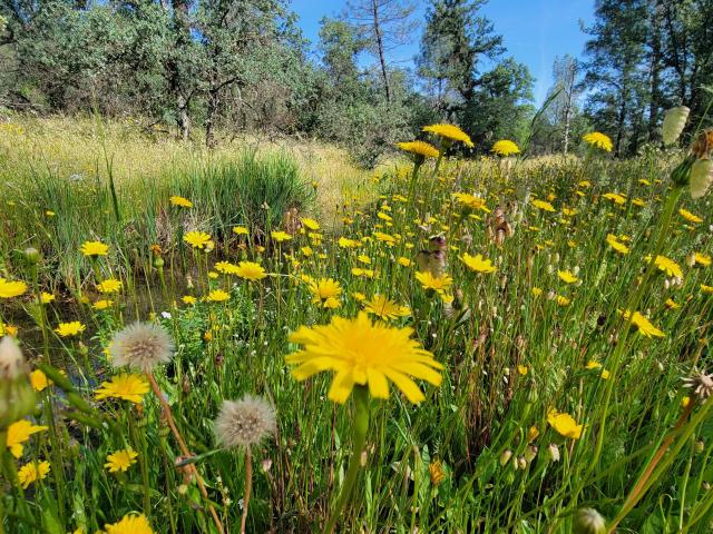 Land for sale in Shasta, California