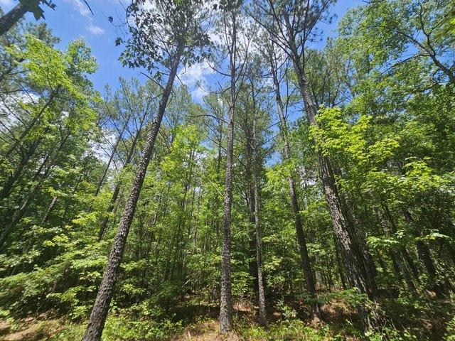 Land for sale in Millport, Alabama