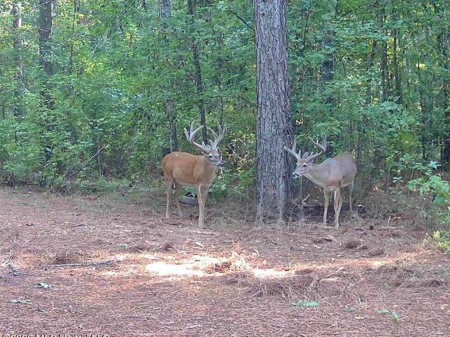 Land for sale in Flora, Mississippi