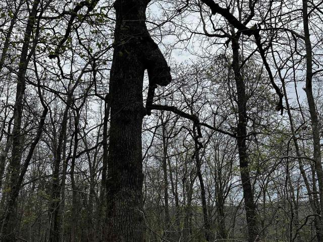 Land for sale in Ark