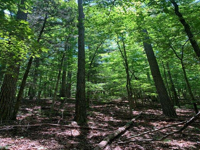 Land for sale in Caney, Yellville