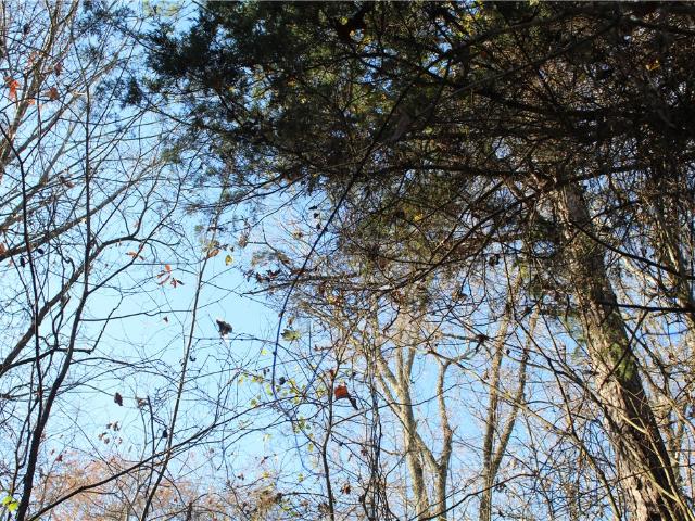 Land for sale in Ark