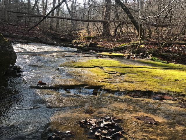 Land for sale in Yellville, Marion County
