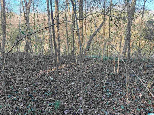 Land for sale in Cordova, Alabama