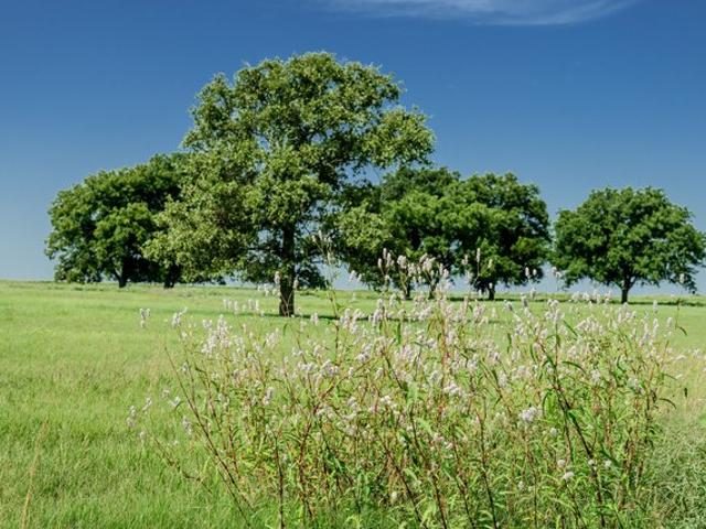 Land for sale in Clay, Texas