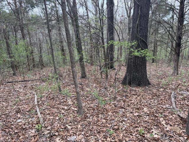 Land for sale in Stone, Missouri