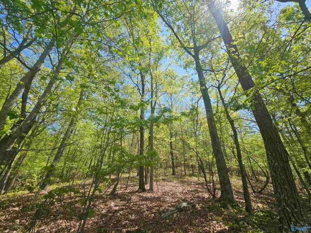 Land for sale in Cedar Bluff, Alabama