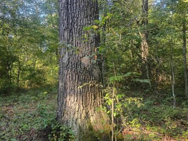 Land for sale in Riverside, Alabama