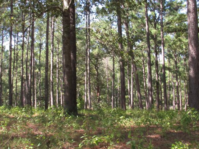 Land for sale in Woodville, Tyler County