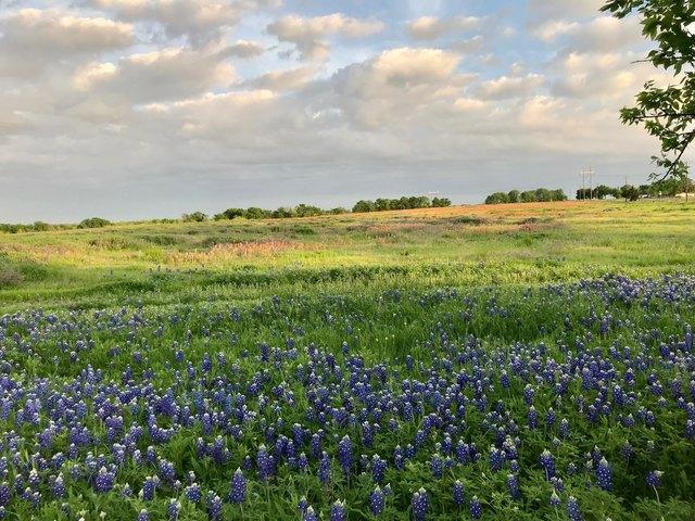 Land for sale in Ennis, Ellis County