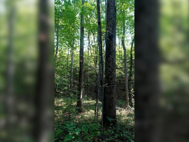 Land for sale in Cherokee, Colbert County