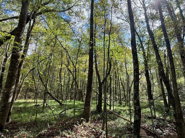 Land for sale in Tennessee