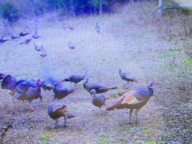 Land for sale in Stamping Ground, Kentucky