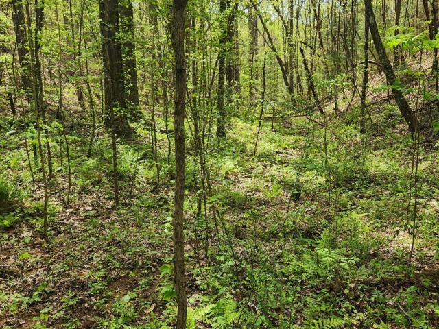 Land for sale in Tennessee