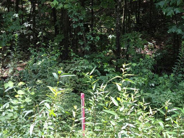 Land for sale in Gilmer, Georgia
