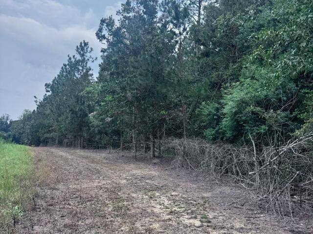 Land for sale in Collins, Tattnall County