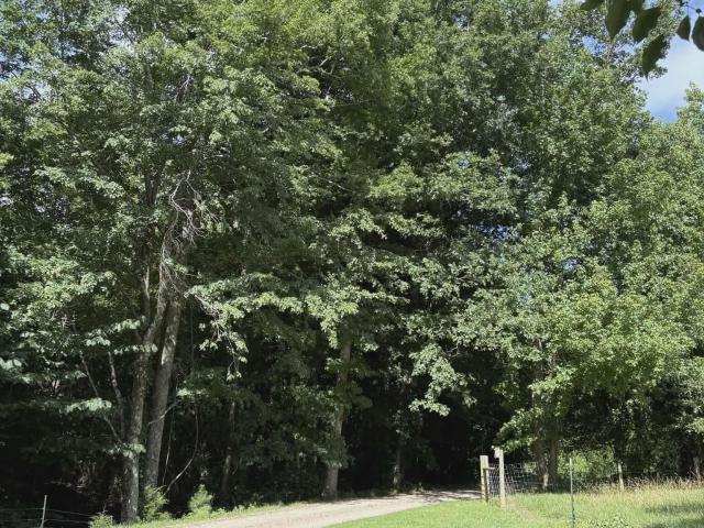 Land for sale in Phil Campbell, Alabama