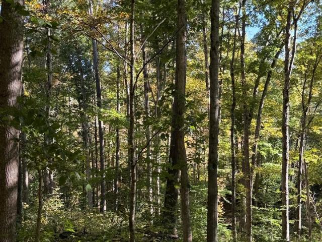 Land for sale in Scottsville, Allen County