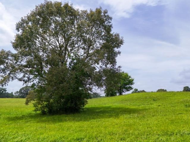 Land for sale in Colmesneil, Texas