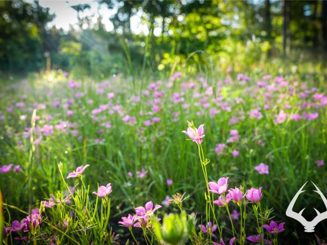 Land for sale in Crockett, Texas