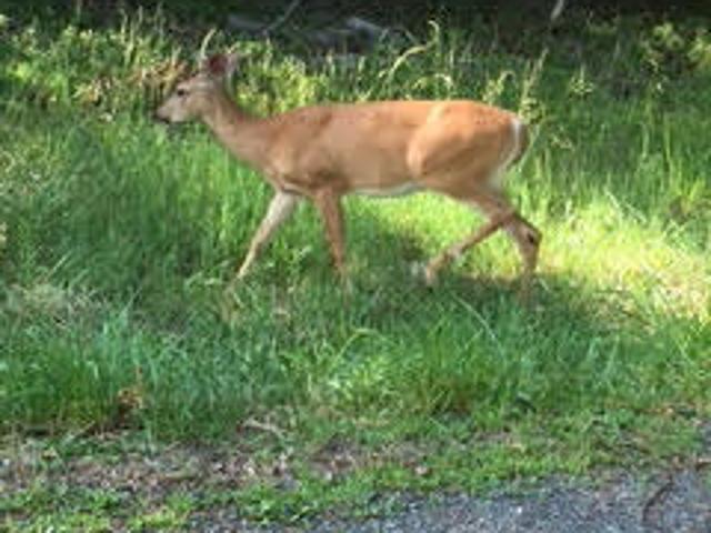 Land for sale in Dingmans Ferry, Pennsylvania
