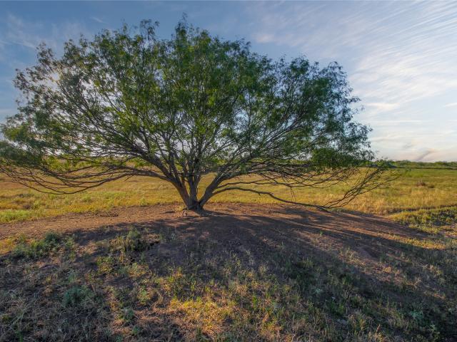Land for sale in Nocona, Texas