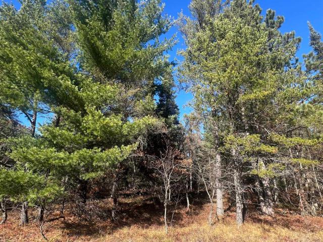 Land for sale in Wildwood, Grayling Charter Township