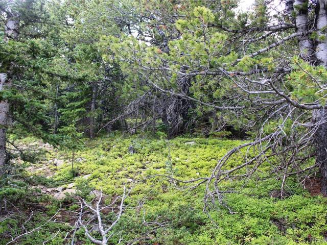Land for sale in Black Hawk, Gilpin County