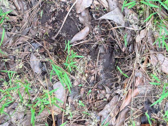 Land for sale in Barnwell, South Carolina
