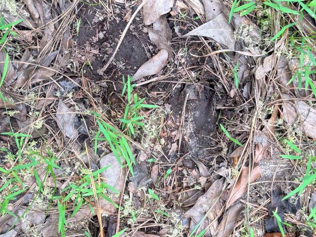 Land for sale in Barnwell, South Carolina