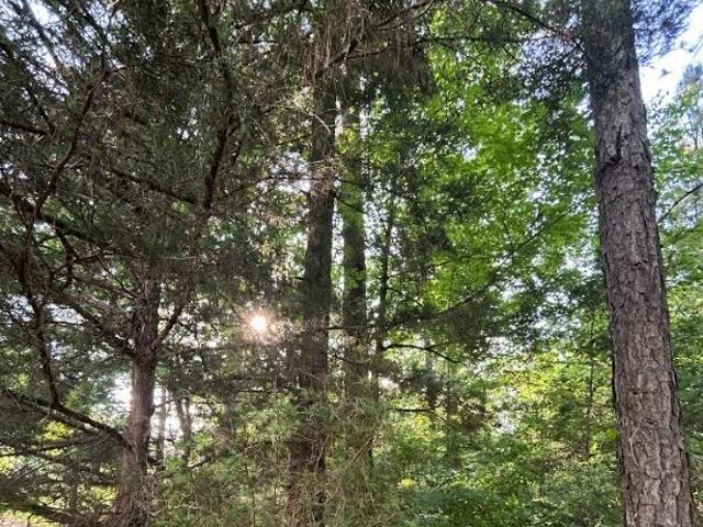 Land for sale in De Soto, Louisiana