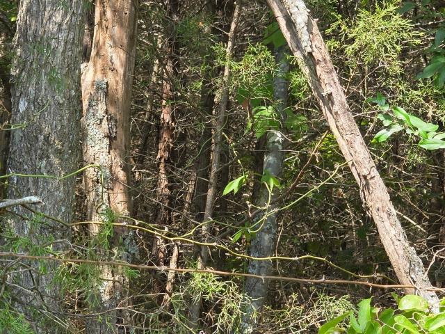 Land for sale in Yellville, Marion County