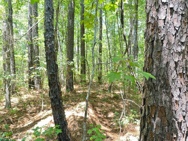 Land for sale in Bonneau, South Carolina