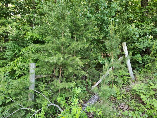 Land for sale in Tennessee